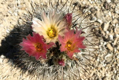 Siler Pincushion Cactus