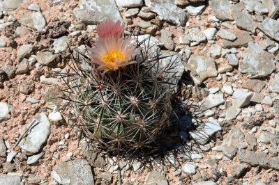 Siler Pincushion Cactus