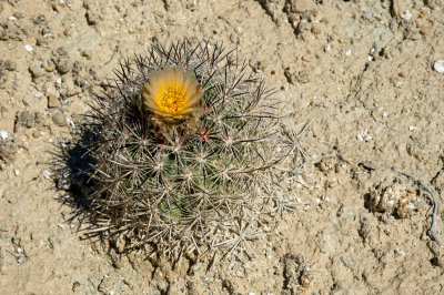 Siler Pincushion Cactus