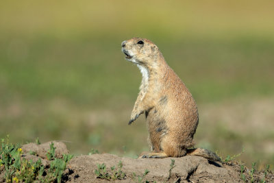 Black-tailed Prairie Dog