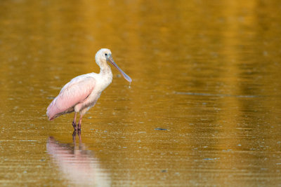 Roseate Spoonbill