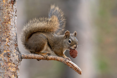 Squirrels, Prairie Dogs, and other Rodents