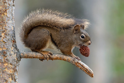 Red Squirrel