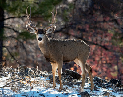 Mule Deer