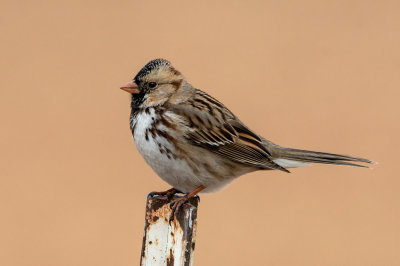 Harris's Sparrow