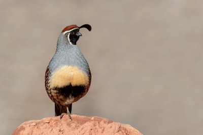 Gambel's Quail