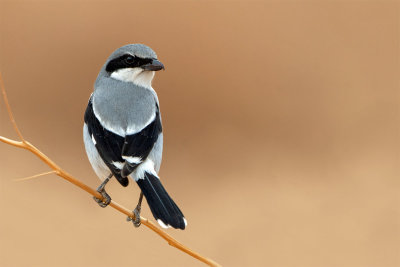 Loggerhead Shrike