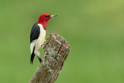 Red-headed Woodpecker