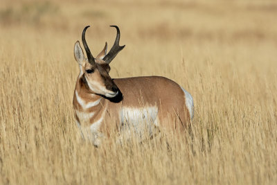 Pronghorn