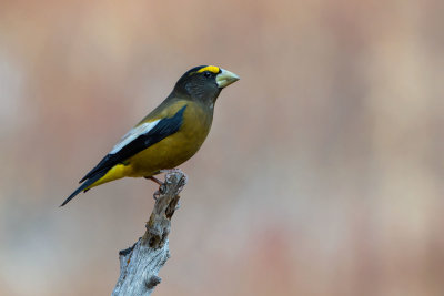 Evening Grosbeak