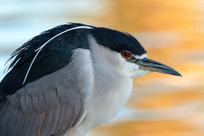 Black-crowned Night-Heron