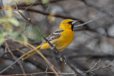 Streak-backed Oriole