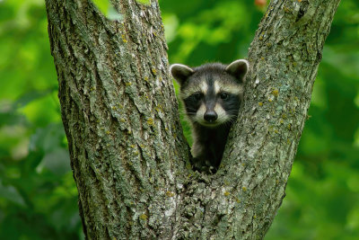 Northern Raccoon