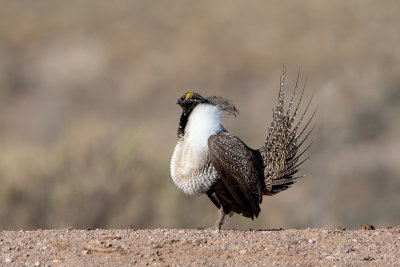 Greater Sage-Grouse