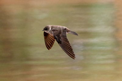 Northern Rough-winged Swallow