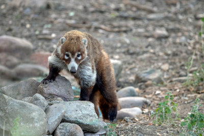 White-nosed Coati