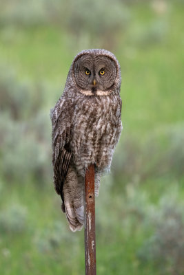 Great Gray Owl