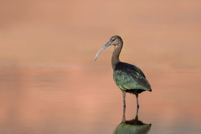 White-faced Ibis