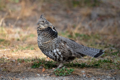 Ruffed Grouse