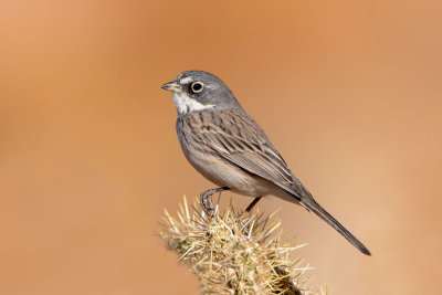 Sagebrush Sparrow