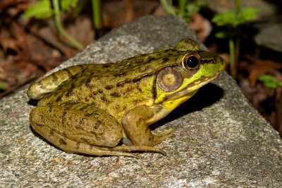 Northern Green Frog