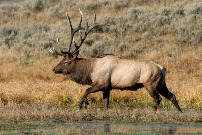 Rocky Mountain Elk