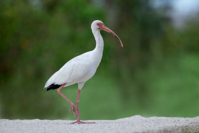 White Ibis