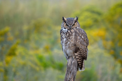 Great Horned Owl