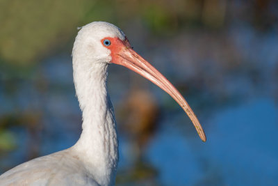 White Ibis