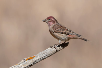 Cassin's Finch