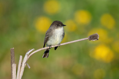 Flycatchers