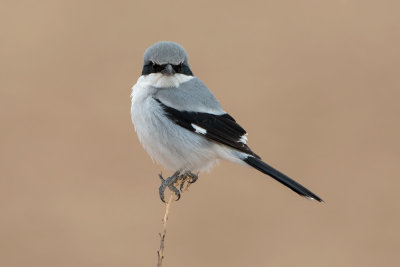 Loggerhead Shrike