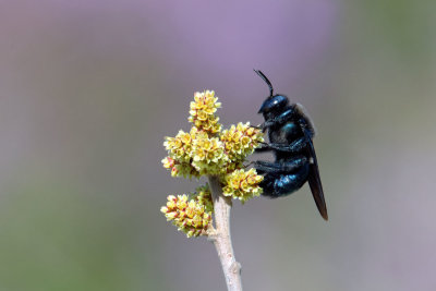 Carpenter Bee