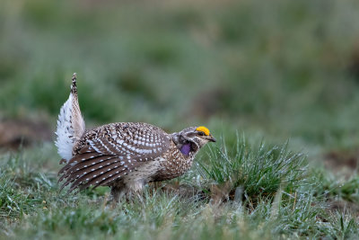 Sharp-tailed Grouse