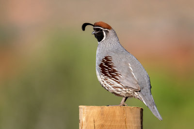 Gambel's Quail