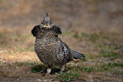 Ruffed Grouse