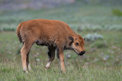 American Bison Calf