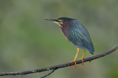 Green Heron
