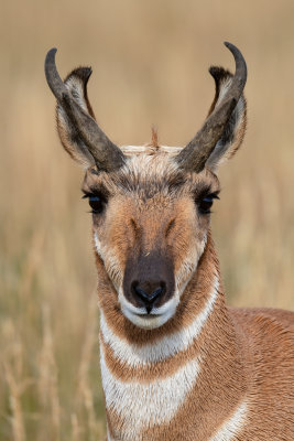 Pronghorn