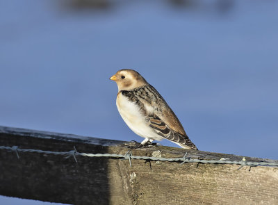 Snow Bunting