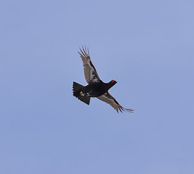 Red Grouse