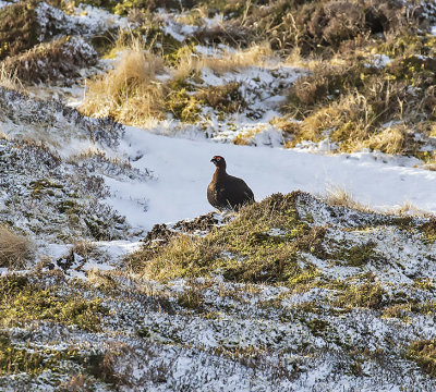 Red Grouse