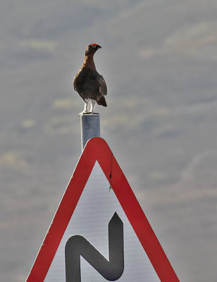 Red Grouse