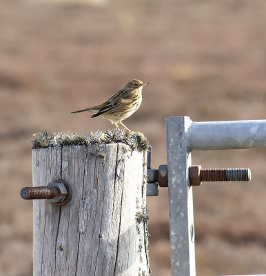 meadow_pipit