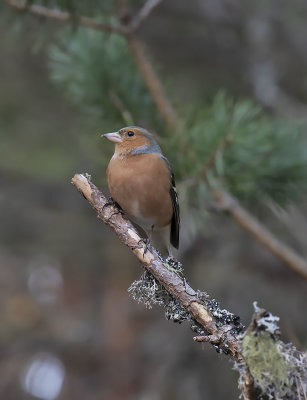 :: Chaffinch ::