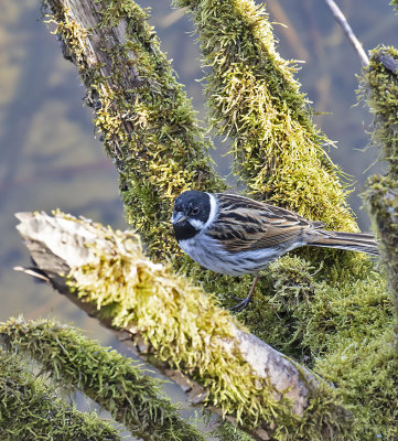 :: Reed Bunting ::