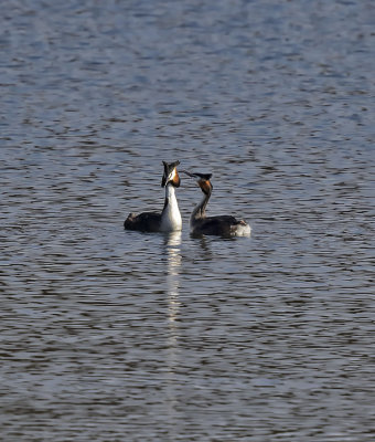 Great Crested Grebe