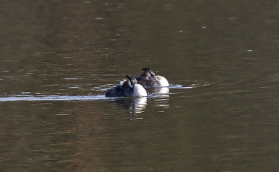 :: Great Crested Grebe ::