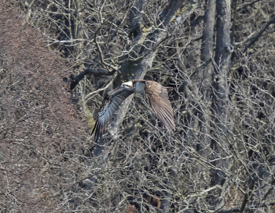 Osprey