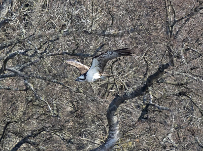 Osprey